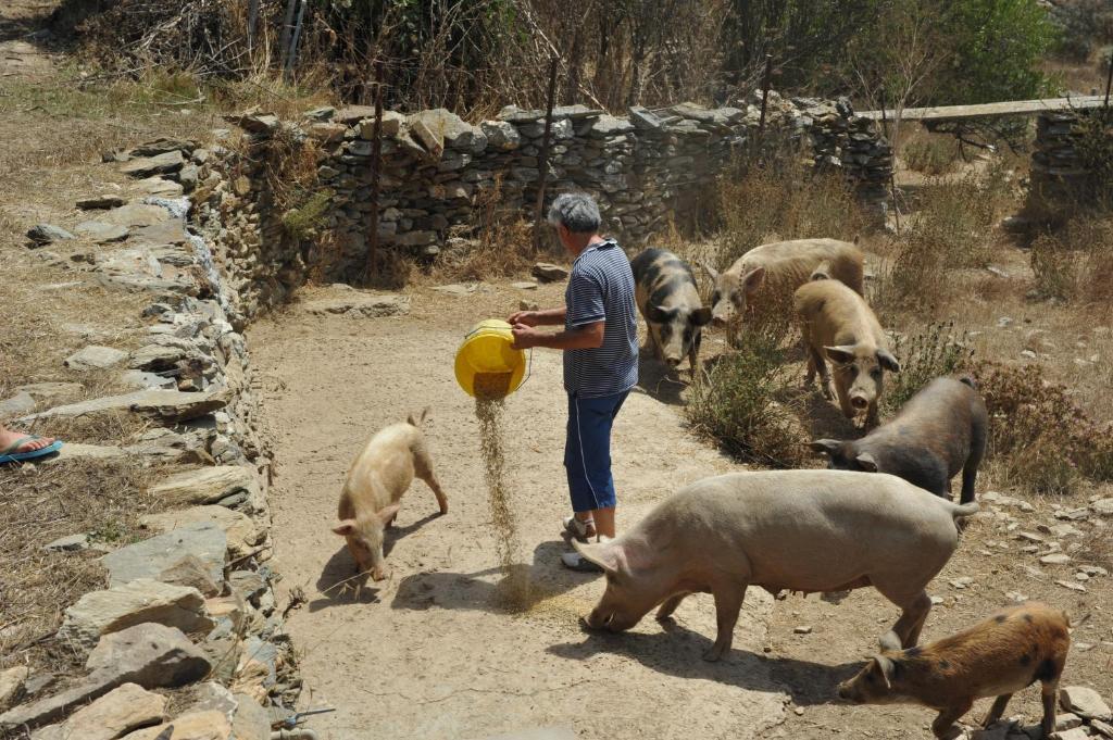 Agriturismo Finagliosu Palmadula Bagian luar foto